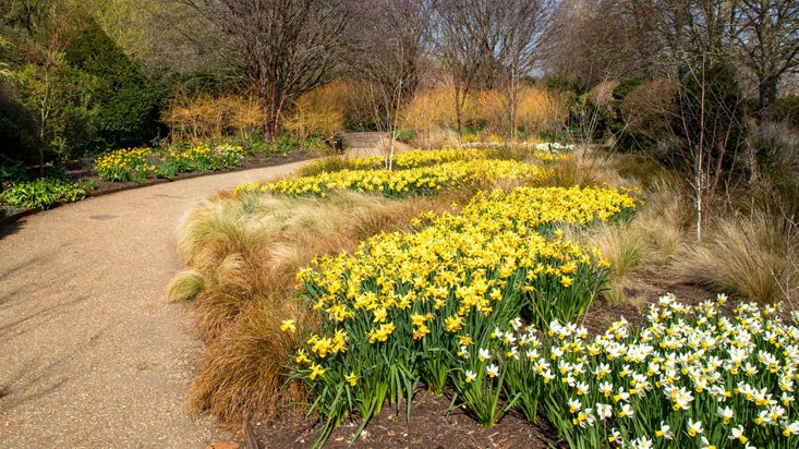 Spring daffodils in full bloom at Anglesey Abbey, Gardens and Lode Mill, Cambridgeshire
